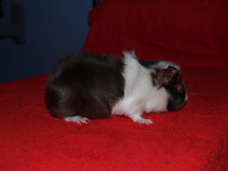 Marsvin Ivanhoe Von Holt billede 5