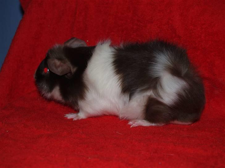 Marsvin Ivanhoe Von Holt billede 6