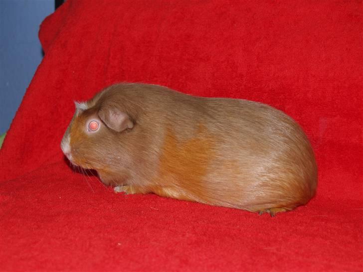 Marsvin Little Diamond´s Opal Lady billede 1