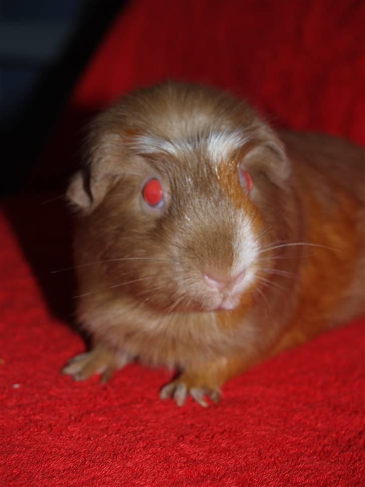 Marsvin Little Diamond´s Opal Lady billede 2