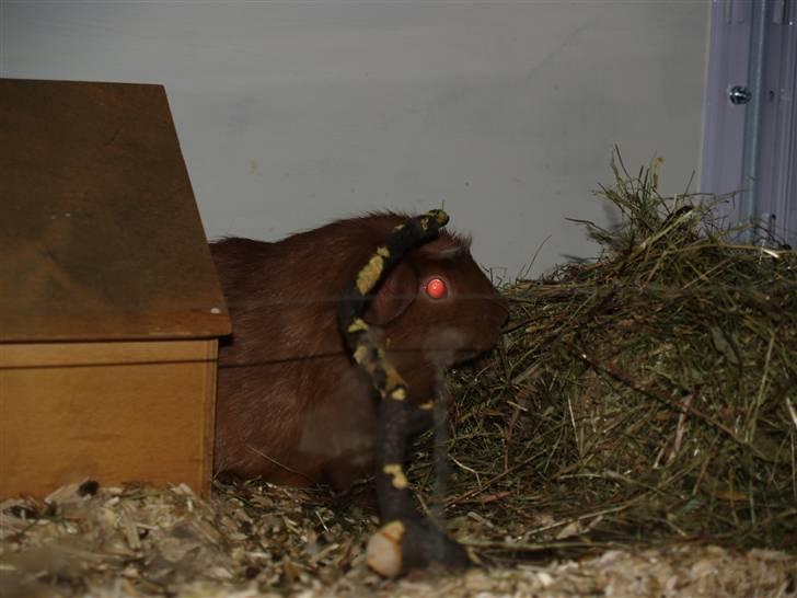 Marsvin Little Diamond´s Opal Lady billede 3