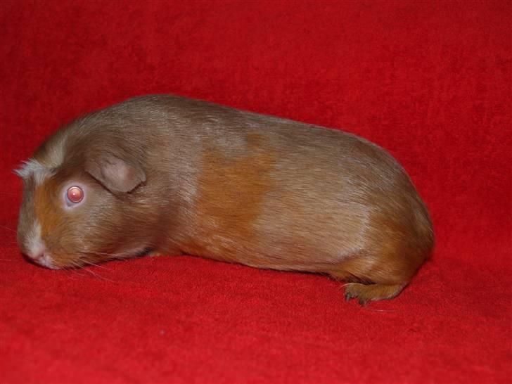 Marsvin Little Diamond´s Opal Lady billede 5