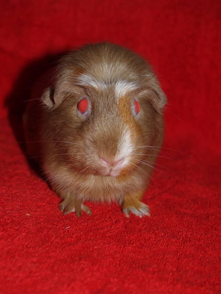 Marsvin Little Diamond´s Opal Lady billede 6