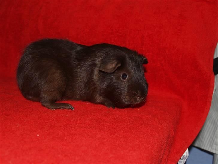 Marsvin Flames Flemming billede 1