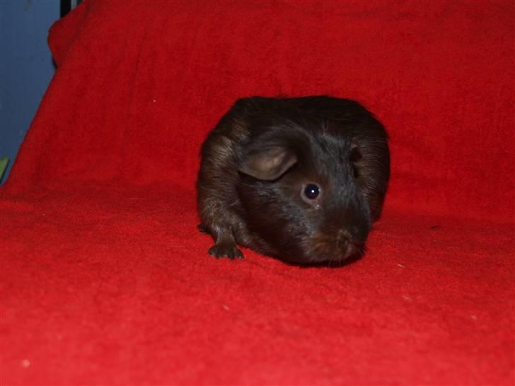 Marsvin Flames Flemming billede 2