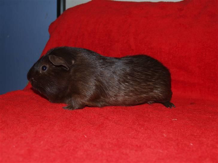 Marsvin Flames Flemming billede 3