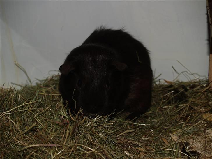 Marsvin Flames Flemming billede 4