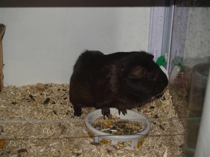 Marsvin Flames Flemming billede 5