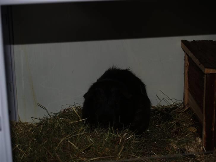 Marsvin Flames Flemming billede 6