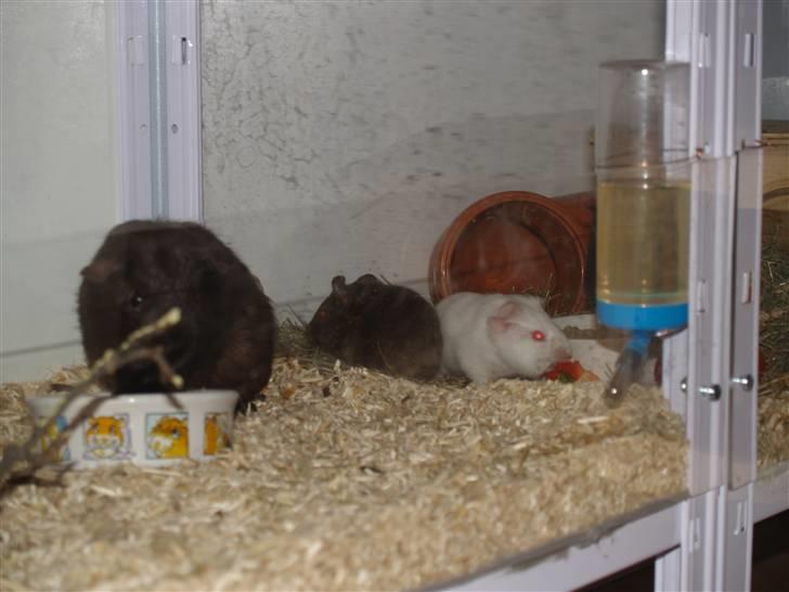 Marsvin Flames Flemming billede 7