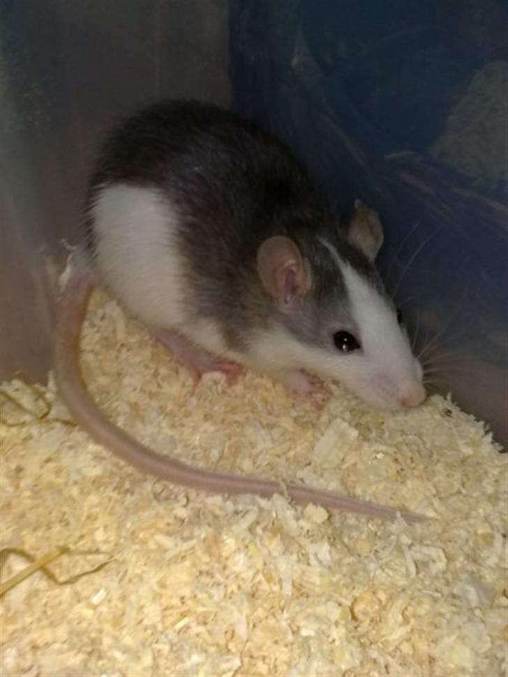 Tamrotte Ditte JUMPER (dehlight) - se lige en farve hun har i hovet, hun var lille bitte :) billede 9