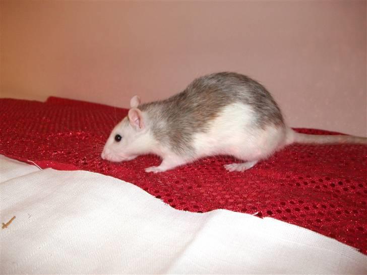 Tamrotte Ditte JUMPER (dehlight) billede 10