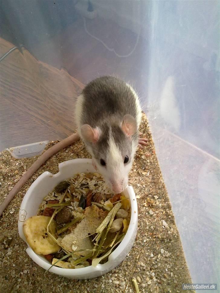 Tamrotte Ditte JUMPER (dehlight) - da hun var en lille tot billede 11