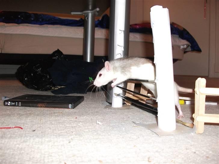 Tamrotte Ditte JUMPER (dehlight) billede 12