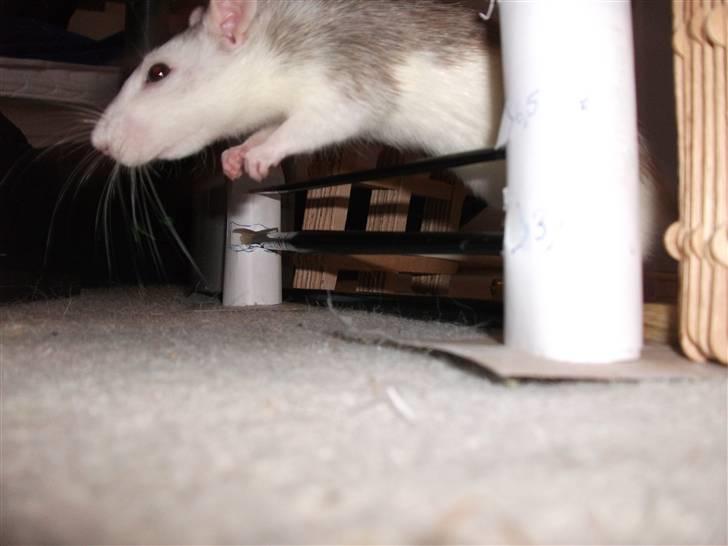 Tamrotte Ditte JUMPER (dehlight) - hop billede 13