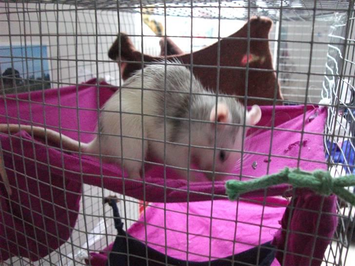 Tamrotte Ditte JUMPER (dehlight) - elsker hende<3 billede 14