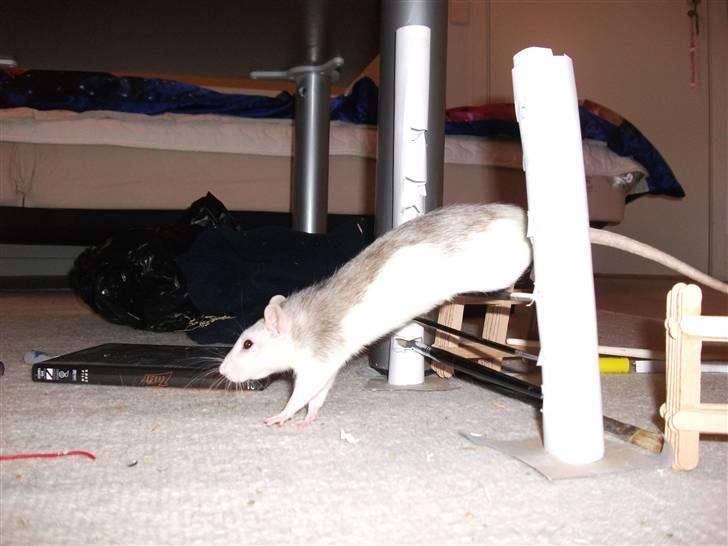 Tamrotte Ditte JUMPER (dehlight) billede 15