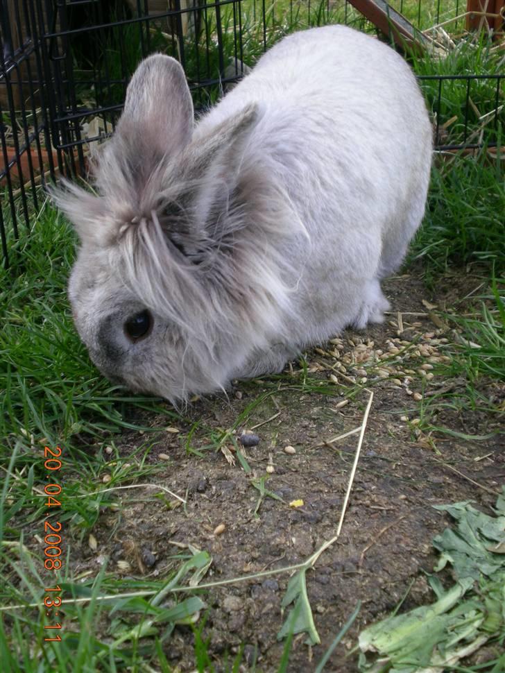 Kanin Tobby | Død D. 02-10-08 | billede 1