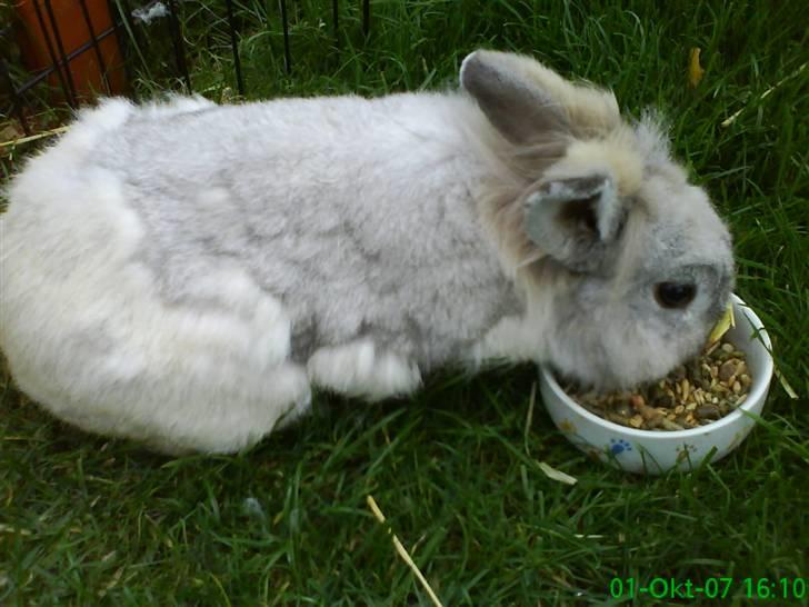 Kanin Tobby | Død D. 02-10-08 | billede 2