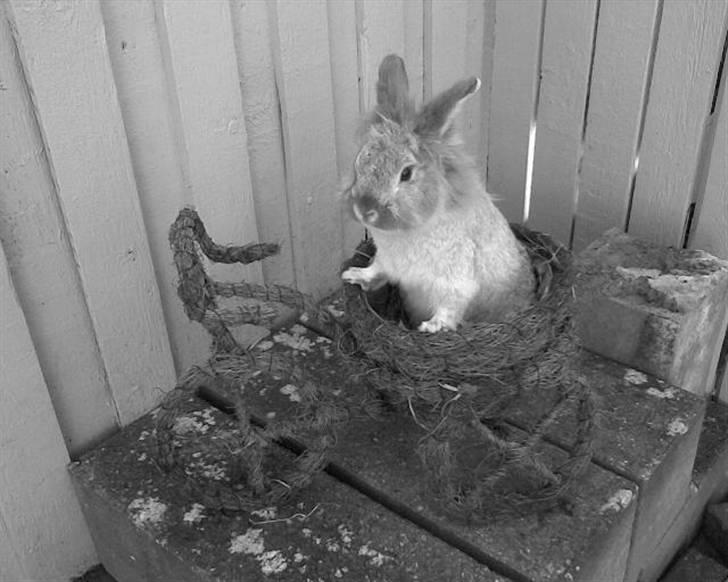 Kanin Tobby | Død D. 02-10-08 | billede 4