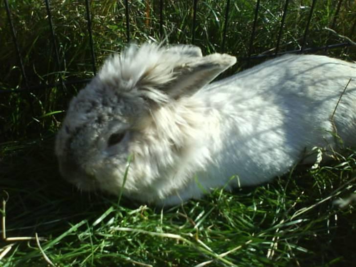 Kanin Tobby | Død D. 02-10-08 | billede 5