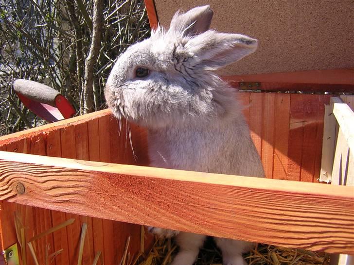 Kanin Tobby | Død D. 02-10-08 | billede 6