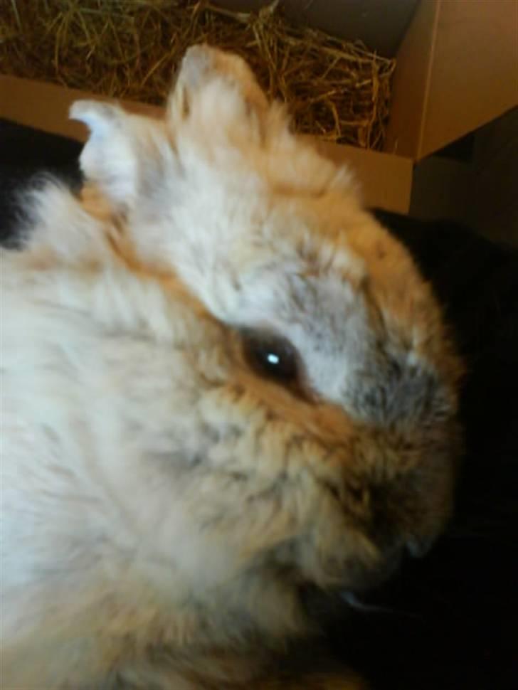 Kanin Tobby | Død D. 02-10-08 | billede 7