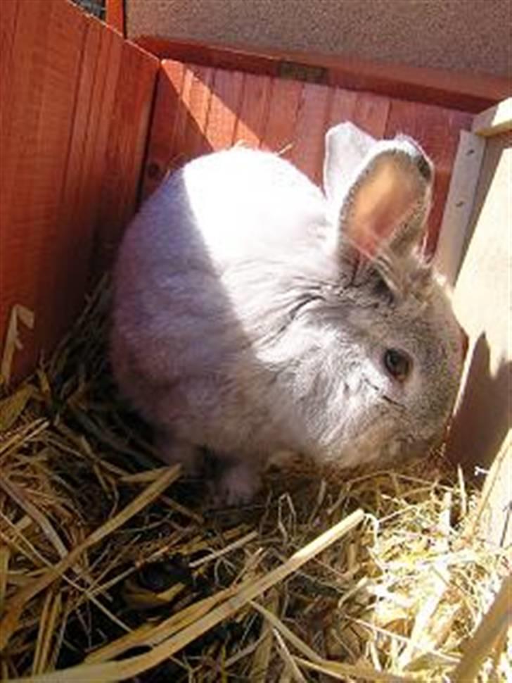 Kanin Tobby | Død D. 02-10-08 | billede 8