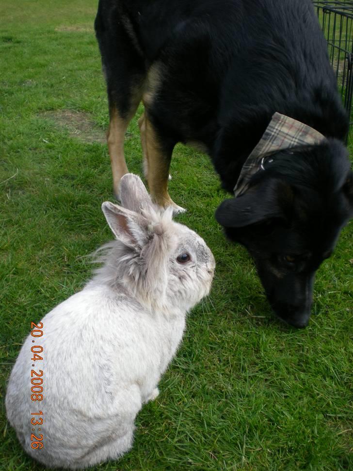 Kanin Tobby | Død D. 02-10-08 | billede 9