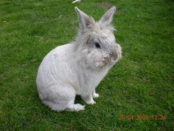 Kanin Tobby | Død D. 02-10-08 | billede 10