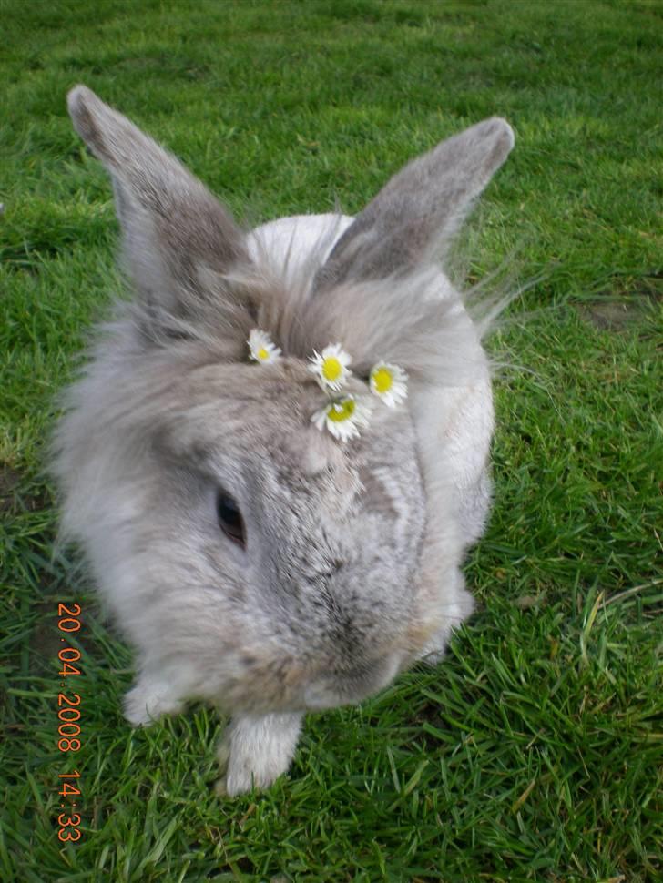 Kanin Tobby | Død D. 02-10-08 | billede 11