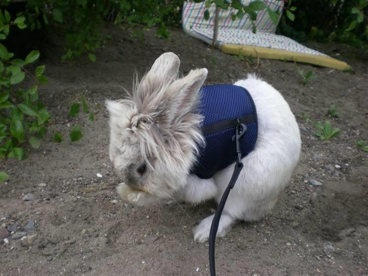 Kanin Tobby | Død D. 02-10-08 | billede 12