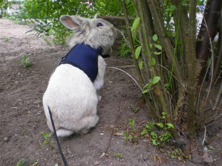 Kanin Tobby | Død D. 02-10-08 | billede 13