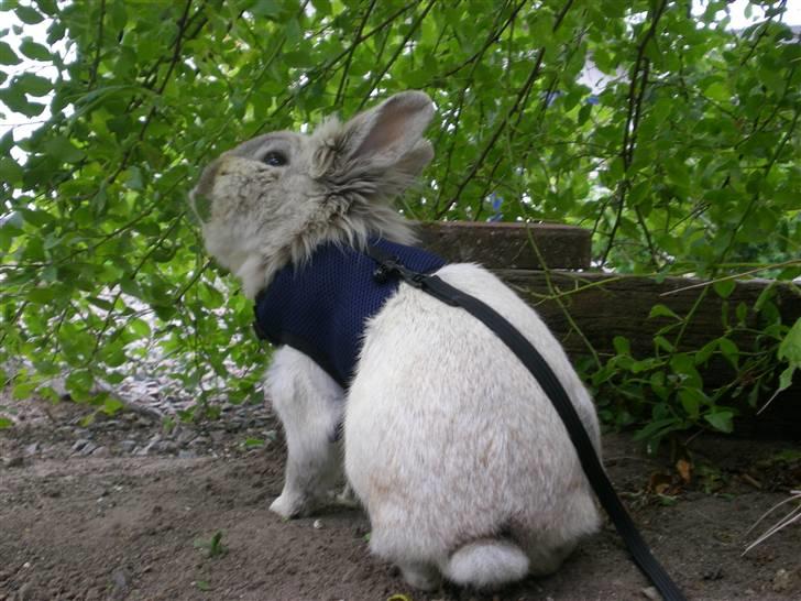 Kanin Tobby | Død D. 02-10-08 | billede 14