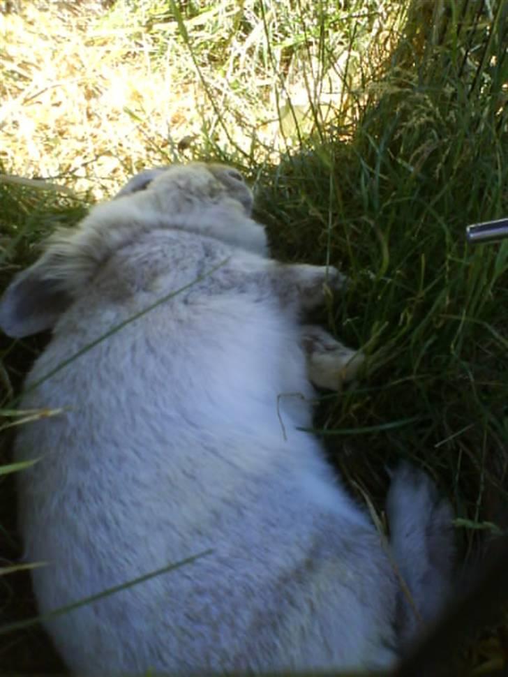 Kanin Tobby | Død D. 02-10-08 | billede 15