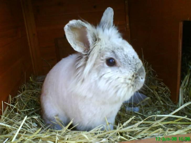 Kanin Tobby | Død D. 02-10-08 | billede 16