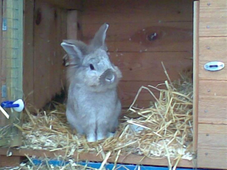 Kanin Tobby | Død D. 02-10-08 | billede 17