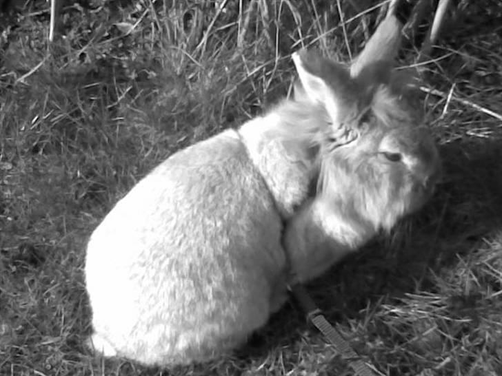 Kanin Tobby | Død D. 02-10-08 | billede 18