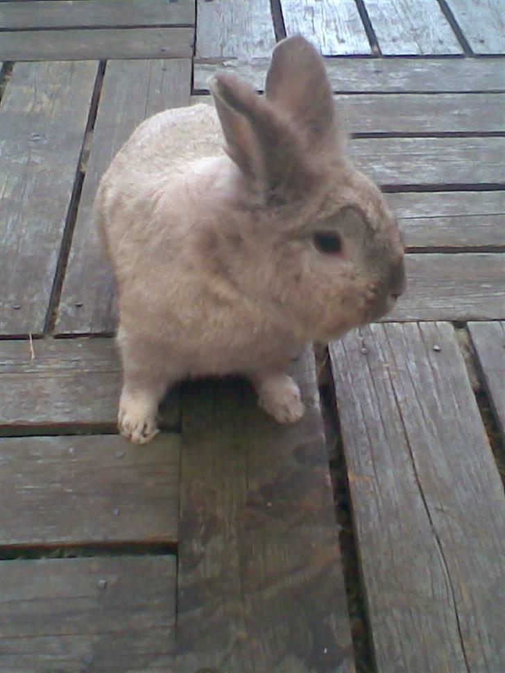 Kanin Tobby | Død D. 02-10-08 | billede 19