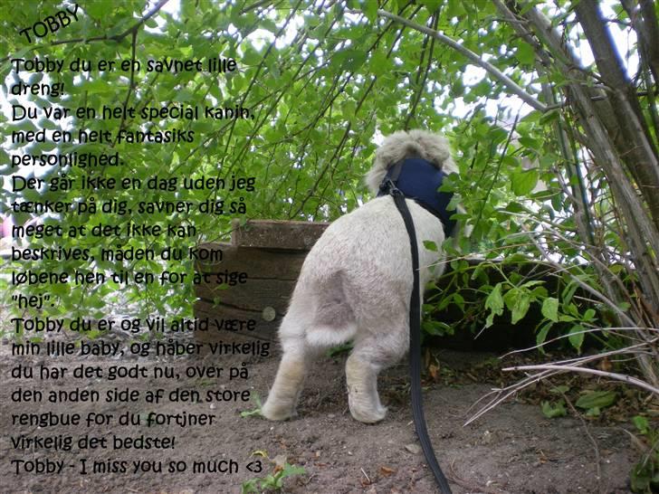 Kanin Tobby | Død D. 02-10-08 | billede 20