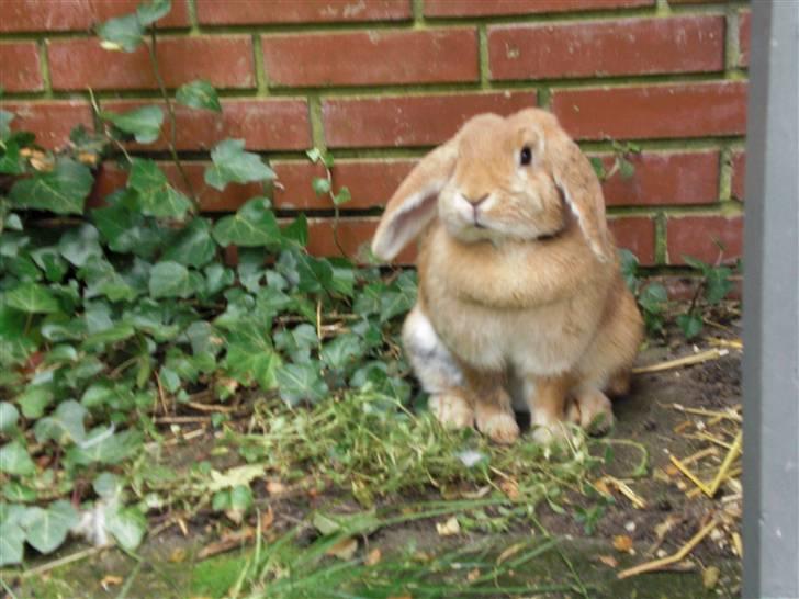 Kanin Tiger billede 2