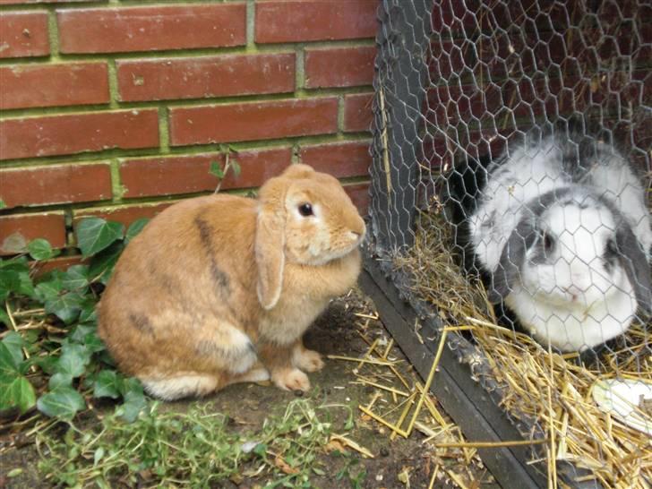 Kanin Tiger billede 3