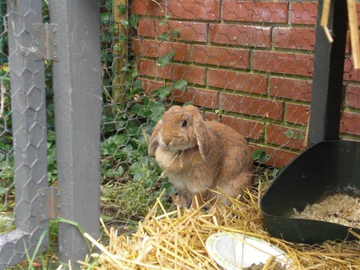 Kanin Tiger billede 4