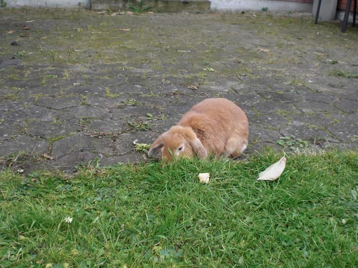 Kanin Tiger billede 5