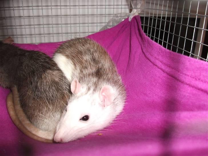 Tamrotte Ditte JUMPER (dehlight) - DITTE-tøzen hygger billede 16