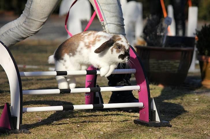 Kanin Rubin's Talaia Lavina - Foto: Sofie N billede 1