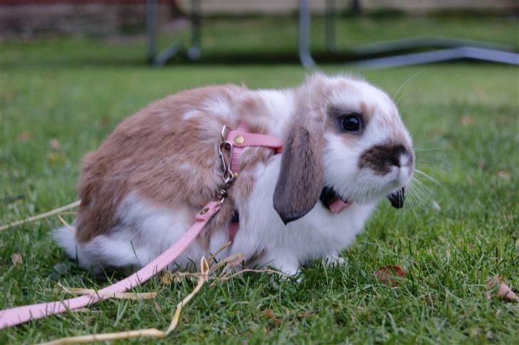 Kanin Rubin's Talaia Lavina - Foto: mig billede 2