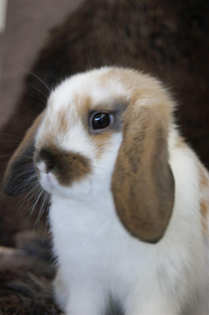 Kanin Rubin's Talaia Lavina - Foto: mig billede 3