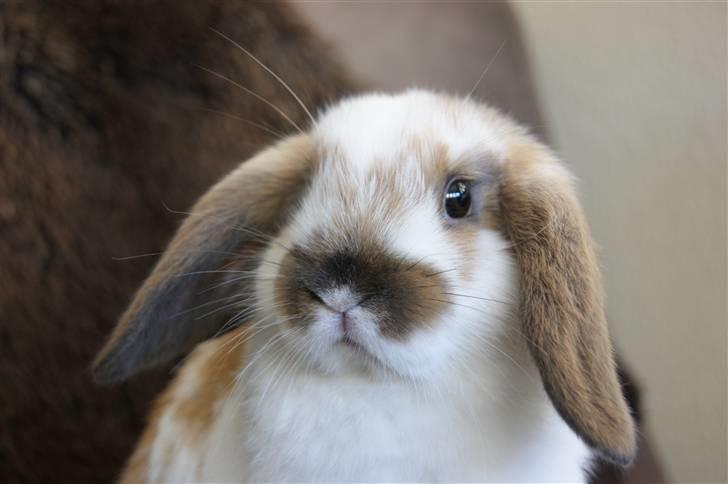 Kanin Rubin's Talaia Lavina - Foto: mig billede 4