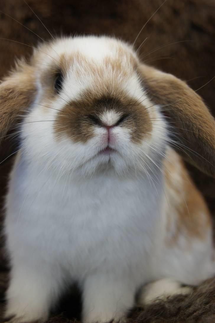 Kanin Rubin's Talaia Lavina - Foto: mig billede 6